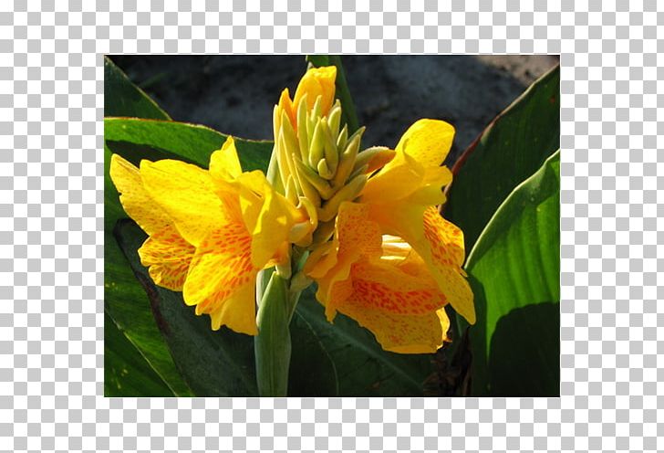 Canna Indian Shot Cattleya Orchids PNG, Clipart, Canna, Canna Family, Canna Lily, Cattleya, Cattleya Orchids Free PNG Download