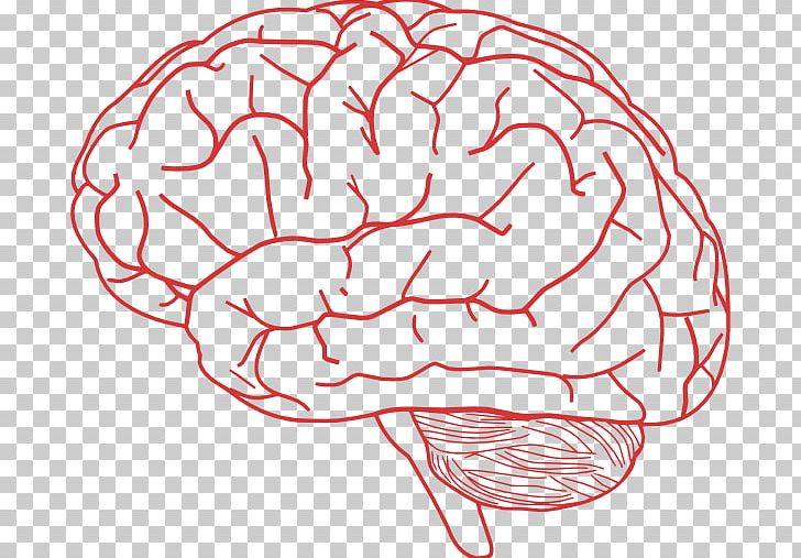 Human Brain PNG, Clipart, Area, Brain, Computer Icons, Document, Drawing Free PNG Download