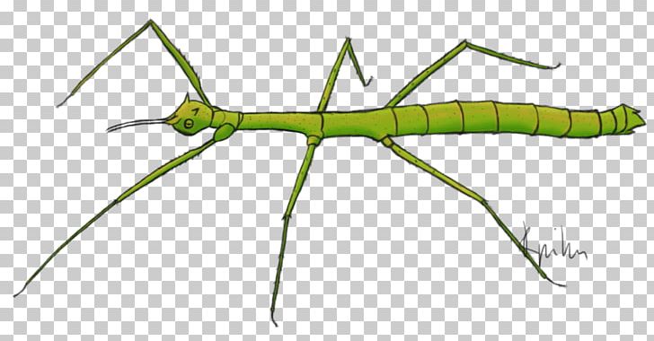 Insect Phasmids Medauroidea Extradentata Drawing Art PNG, Clipart, Angle, Animals, Art, Arthropod, Deviantart Free PNG Download