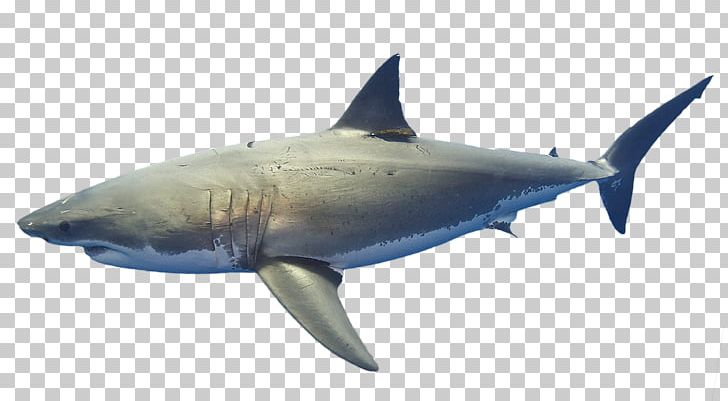 Great White Shark Lisbon Oceanarium Requiem Sharks Marine Biology Marine Mammal PNG, Clipart, Animal, Carcharhiniformes, Caribbean Reef Shark, Cartilaginous Fish, Coral Reef Free PNG Download