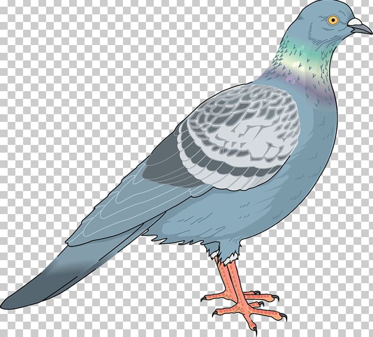 Homing Pigeon Columbidae Bird PNG, Clipart, Animals, Beak, Bird Flight, Birds, Blue Abstract Free PNG Download