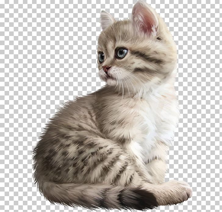 Kurilian Bobtail American Bobtail European Shorthair American Curl American Wirehair PNG, Clipart, American Bobtail, American Curl, American Shorthair, American Wirehair, Animals Free PNG Download