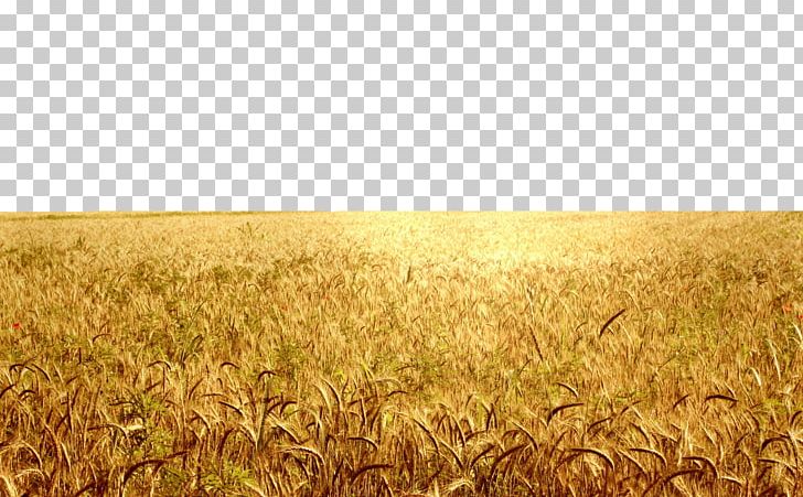 Paddy Field Agriculture Harvest Oryza Sativa PNG, Clipart, Cereal, Color, Commodity, Crop, Field Free PNG Download