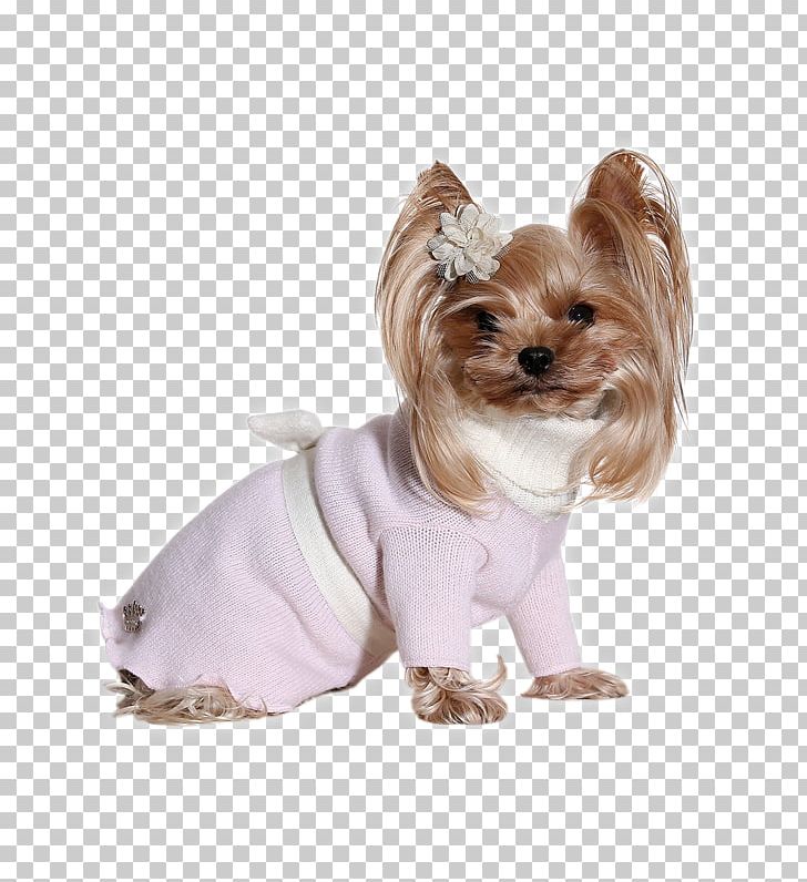 Yorkshire Terrier Prince And Princess Dog Clothes Romantic Princess PNG, Clipart, Carnivoran, Chihuahua, Clothing, Companion Dog, Dog Free PNG Download