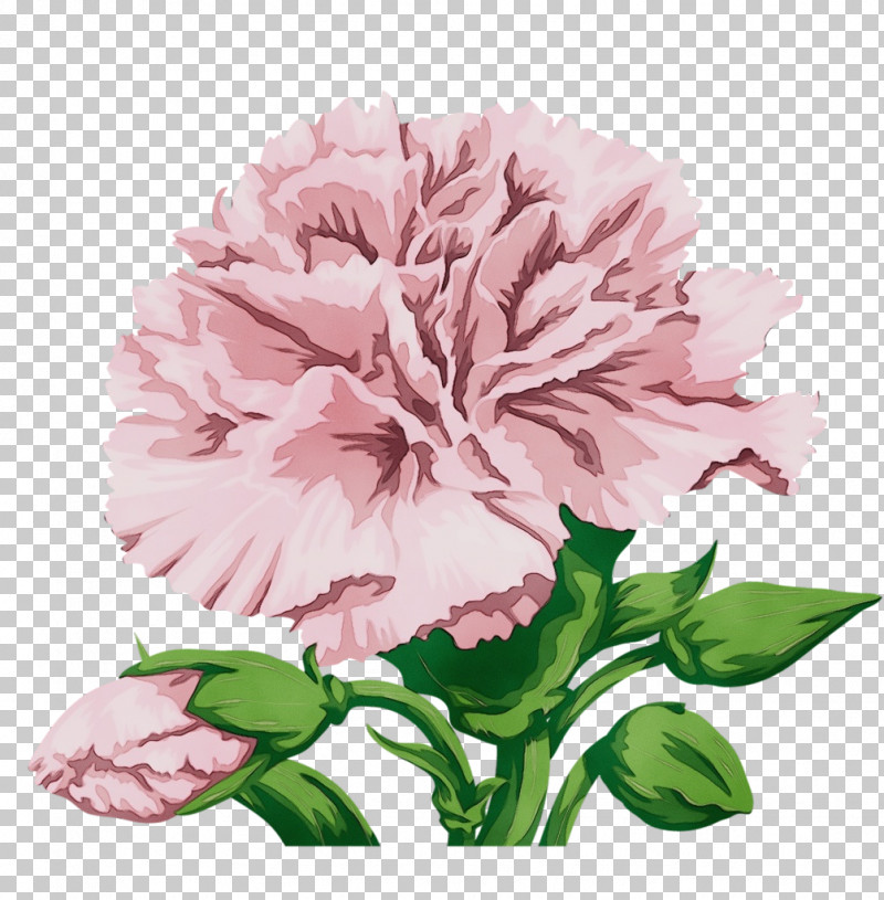 Floral Design PNG, Clipart, Annual Plant, Cabbage Rose, Carnation, Cut Flowers, Floral Design Free PNG Download