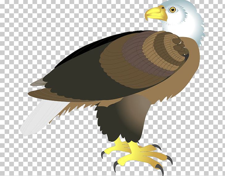 Bald Eagle PNG, Clipart, Accipitriformes, Animals, Bald Eagle, Beak, Bird Free PNG Download