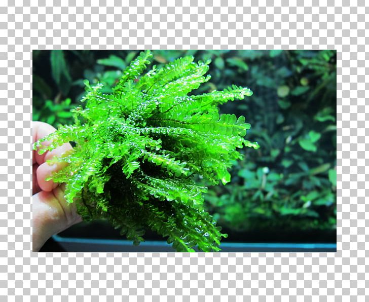 Plagiochila Integerrima Bryophyte Cameroon Plant PNG, Clipart, Aquarium, Aquarium Decor, Aquatic Plant, Aquatic Plants, Bryophyte Free PNG Download