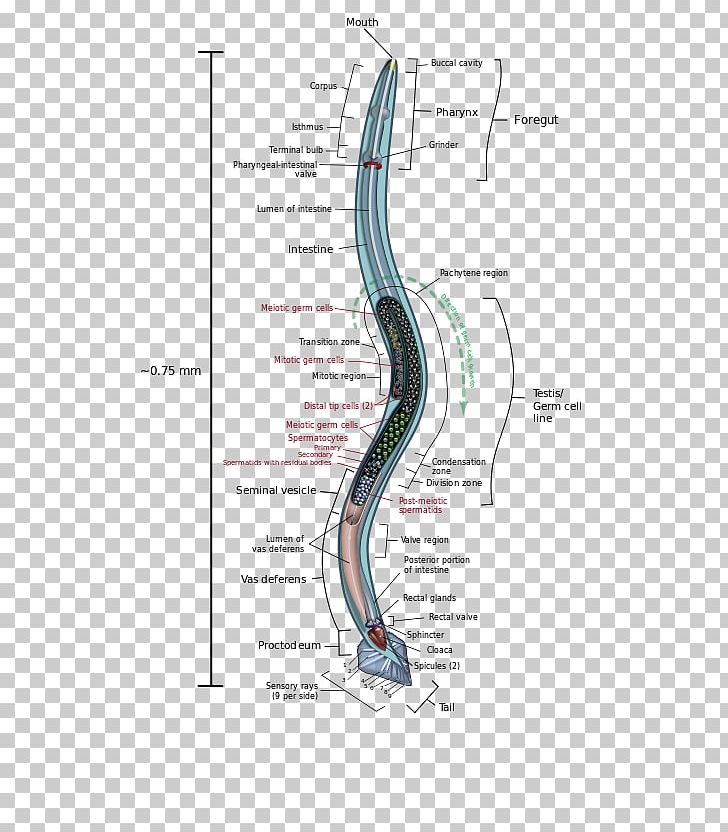 Roundworms Anatomy Trichinosis PNG, Clipart, Anatomy, Angle, Animal, Area, Caenorhabditis Free PNG Download