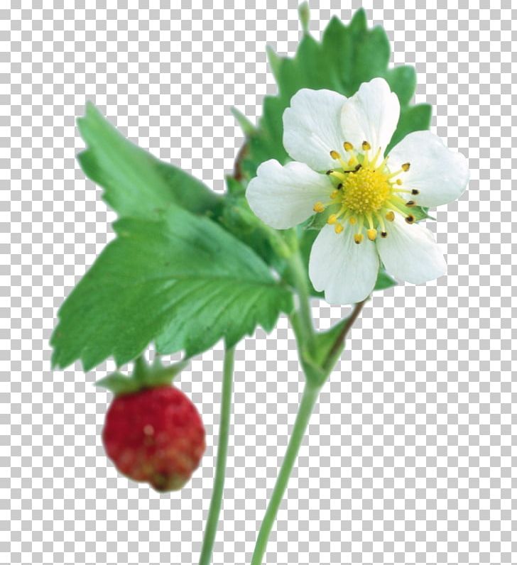 Strawberry PNG, Clipart, Background Material, Blue, Color, Computer Software, Cut Flowers Free PNG Download