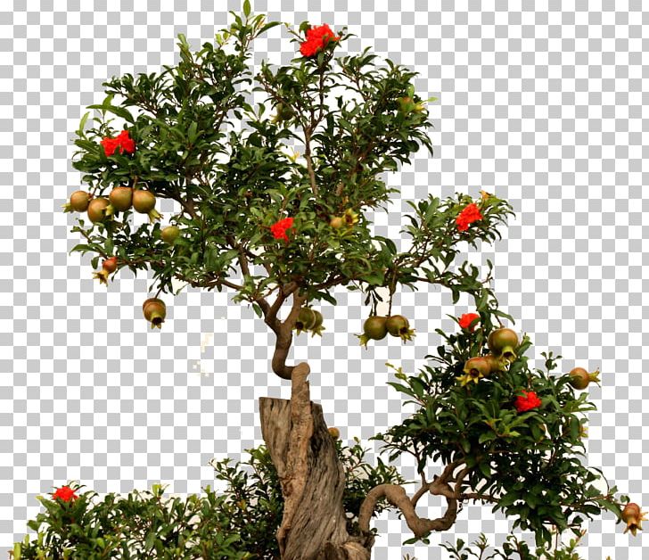 Bonsai Tree Pomegranate Fruit Root PNG, Clipart, Bonsai, Bonsai Tree, Branch, Catalpa, Chinese Garden Free PNG Download