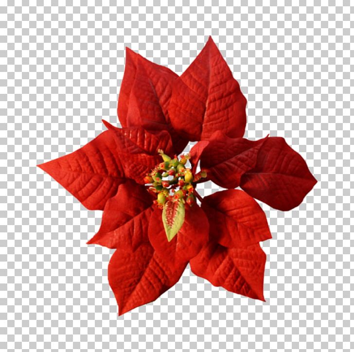 Christmas Day Poinsettia Template Holiday Shopping List PNG, Clipart, Action Item, Christmas Day, Christmas Ornament, Cut Flowers, Flower Free PNG Download