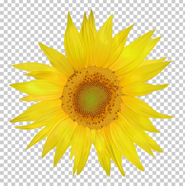 Common Sunflower PNG, Clipart, Common Sunflower, Daisy Family, Drawing, Flower, Flowering Plant Free PNG Download