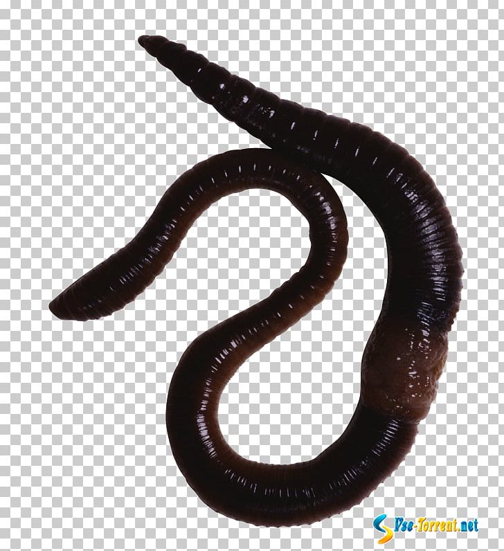 Earthworm Annelid Animal PNG, Clipart, Animal, Annelid, Biology, Earthworm, Eudrilus Eugeniae Free PNG Download