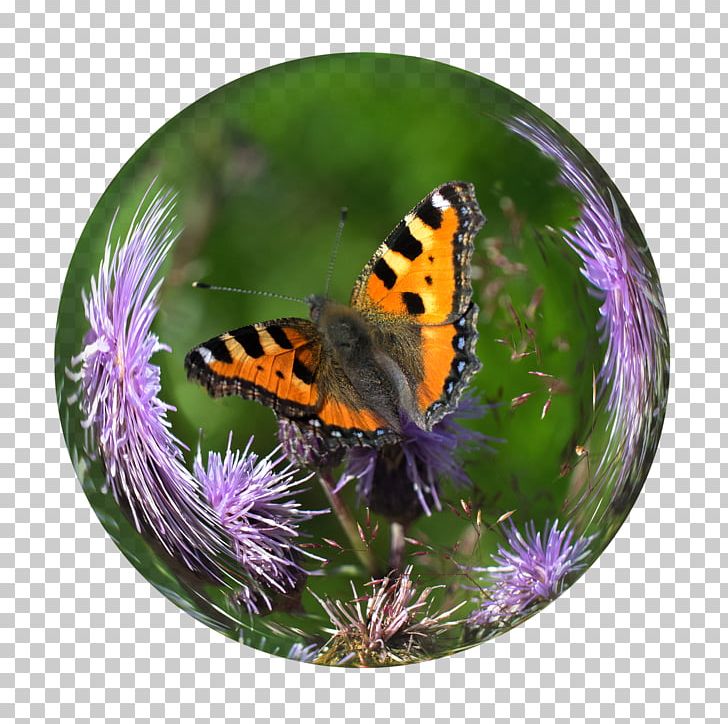 Monarch Butterfly Crystal Ball Pieridae PNG, Clipart, Ball, Brush Footed Butterfly, Butterflies And Moths, Butterfly, Crystal Free PNG Download