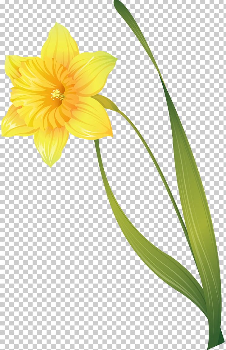 Narcissus Jonquilla Flower PNG, Clipart, Amaryllis Belladonna, Amaryllis Family, Cut Flowers, Daffodil, Digital Image Free PNG Download