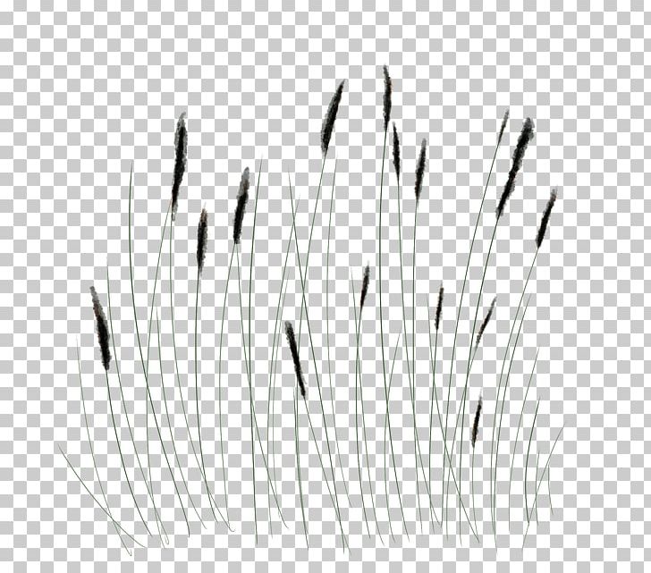 White Line Art Grasses Angle PNG, Clipart, Angle, Art, Black, Black And White, Eyebrow Free PNG Download