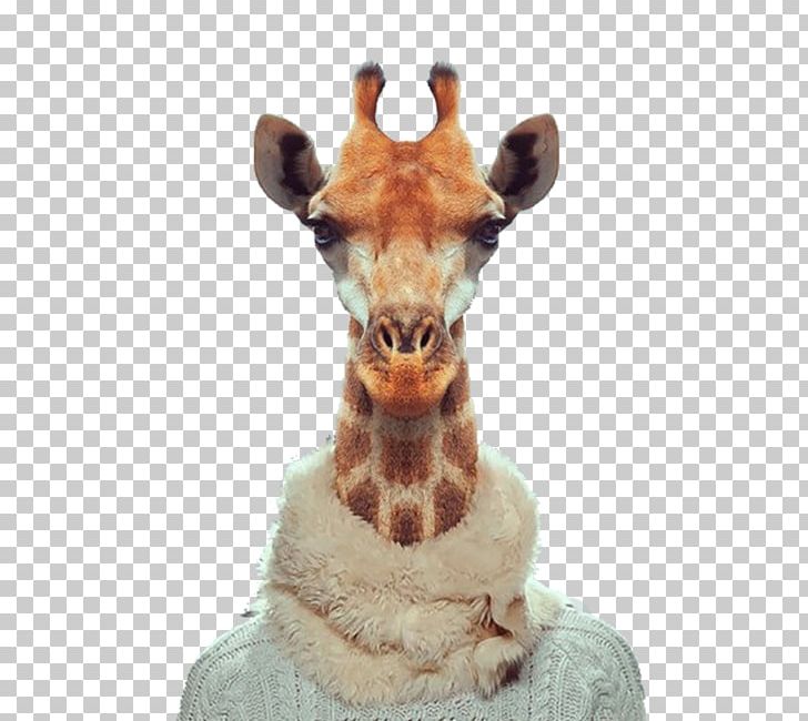 Zoo Portraits Visual Arts Photographer Photography PNG, Clipart, Animal, Animals, Art, Cartoon Giraffe, Cute Giraffe Free PNG Download