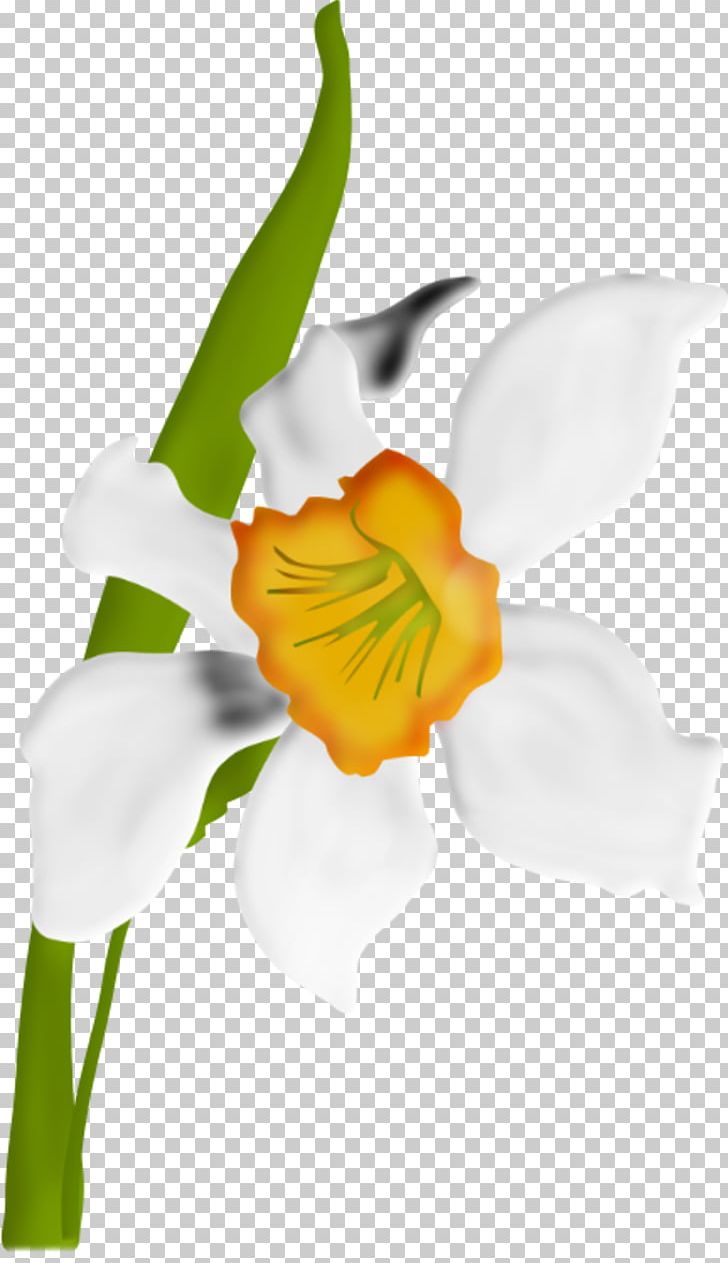 Drawing Flower PNG, Clipart, Amaryllis Family, Cicek, Cicekler, Cicek Resimleri, Daffodil Free PNG Download