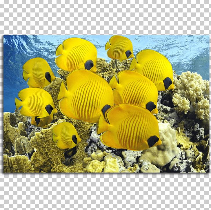 Fish Red Sea Aquarium Yellow Ocean PNG, Clipart, Animals, Aquarium, Coral, Coral Reef, Coral Reef Fish Free PNG Download