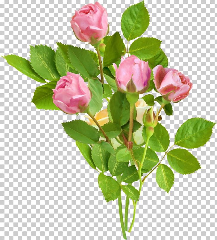 Garden Roses Flower Pink PNG, Clipart, Branch, Bud, Color, Cut Flowers, Floribunda Free PNG Download