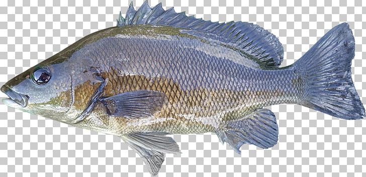 Tilapia Sooty Grunter Syncomistes Animal Fish PNG, Clipart, Animal, Barramundi, Bass, Bony Fish, Fauna Free PNG Download