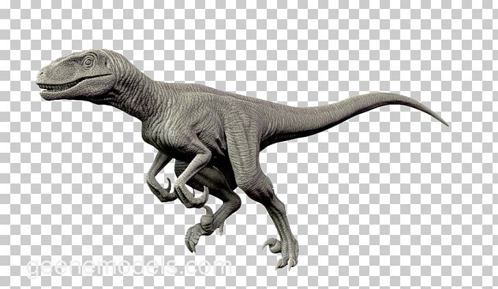 Velociraptor Utahraptor Allosaurus Dinosaur Giganotosaurus PNG, Clipart, Allosaurus, Animal Figure, Animated Film, Carnosauria, Dilophosaurus Free PNG Download