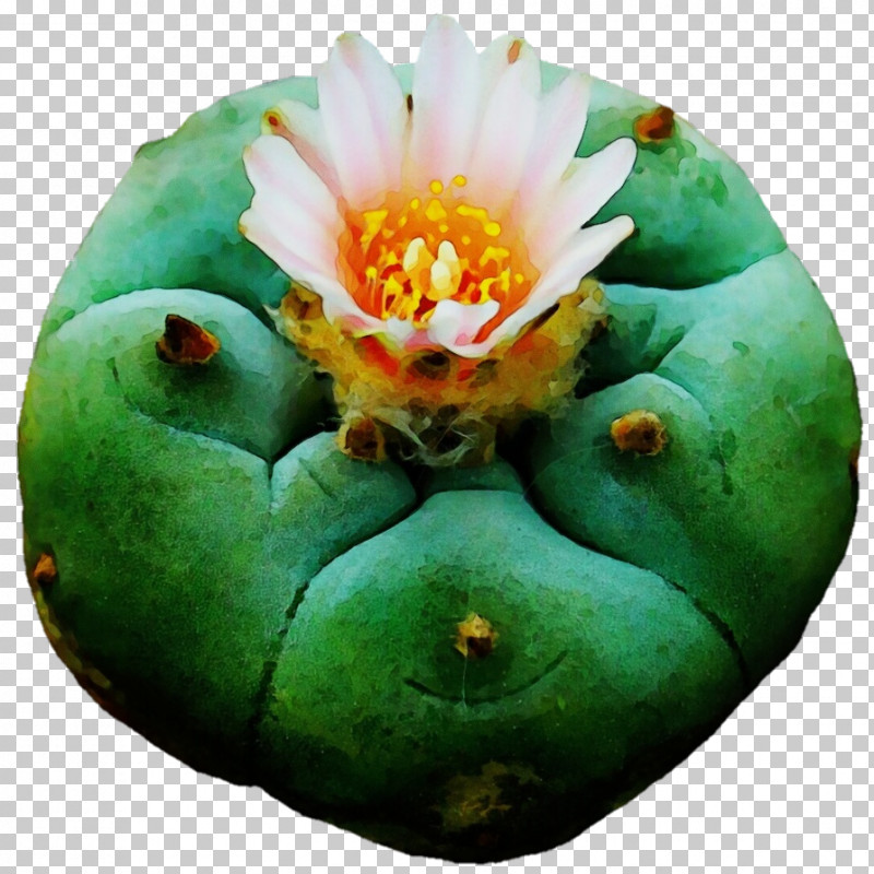 Cactus PNG, Clipart, Biology, Cactus, Paint, Plant, Science Free PNG Download