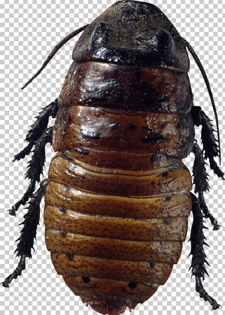 Cockroach Insect Mosquito PNG, Clipart, American Cockroach, Animal, Animals, Beetle, Bug Free PNG Download
