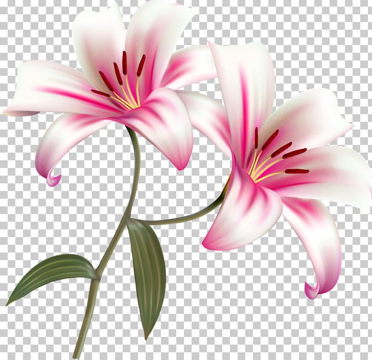 Flower Lilium Bulbiferum PNG, Clipart, Botany, Clip Art, Flora, Flower, Flower Bouquet Free PNG Download