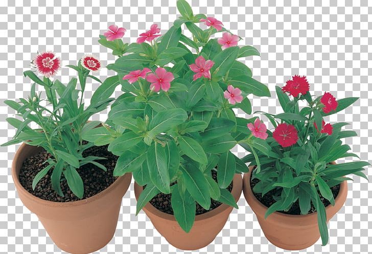 Flowerpot Houseplant Herb Annual Plant PNG, Clipart, Annual Plant, Flower, Flowering Plant, Flowerpot, Herb Free PNG Download