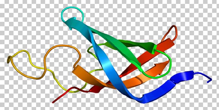 RNA Polymerase DNA-binding Protein Y Box Binding Protein 1 Gene PNG, Clipart, Cell, Dnabinding Protein, Fashion Accessory, Gene, Intron Free PNG Download