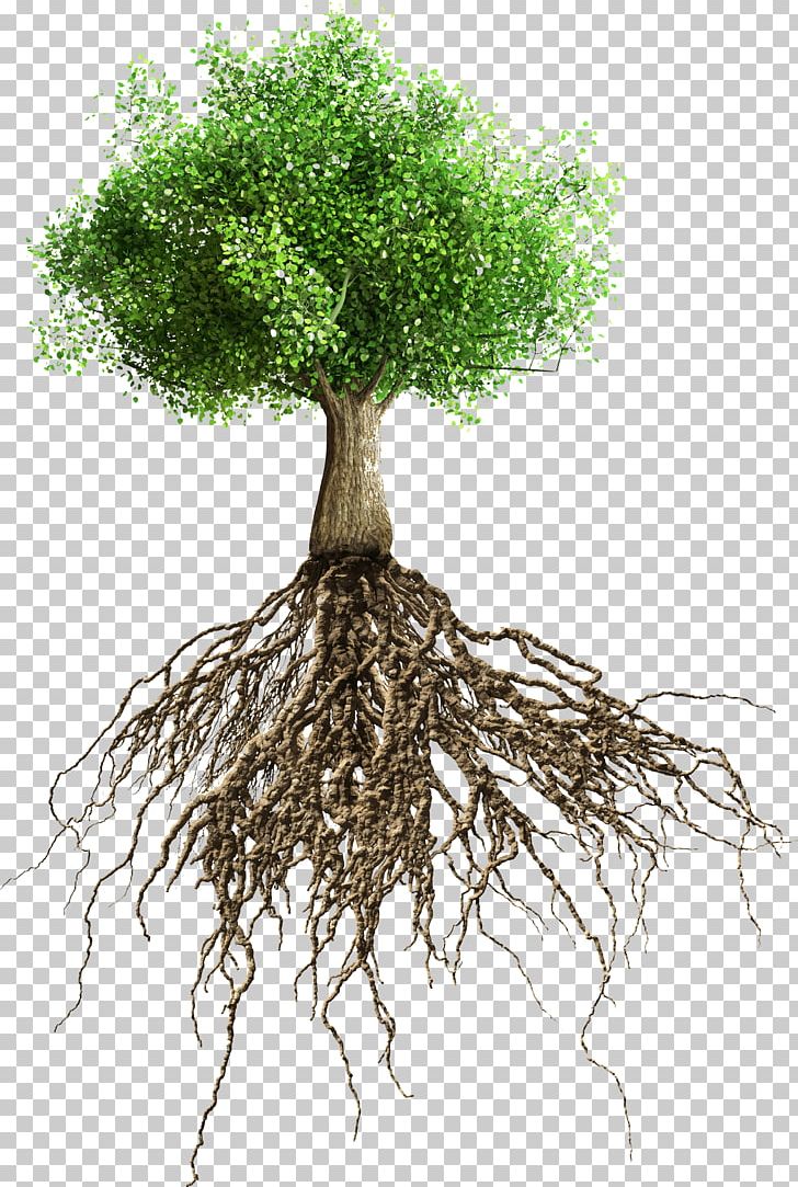 Root PNG, Clipart, Branch, Business, Drawing, Flowerpot, Istock Free PNG Download