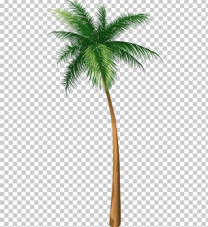 Arecaceae Tree Illustration PNG, Clipart, Arecales, Autumn Tree, Borassus Flabellifer, Cactaceae, Christmas Tree Free PNG Download