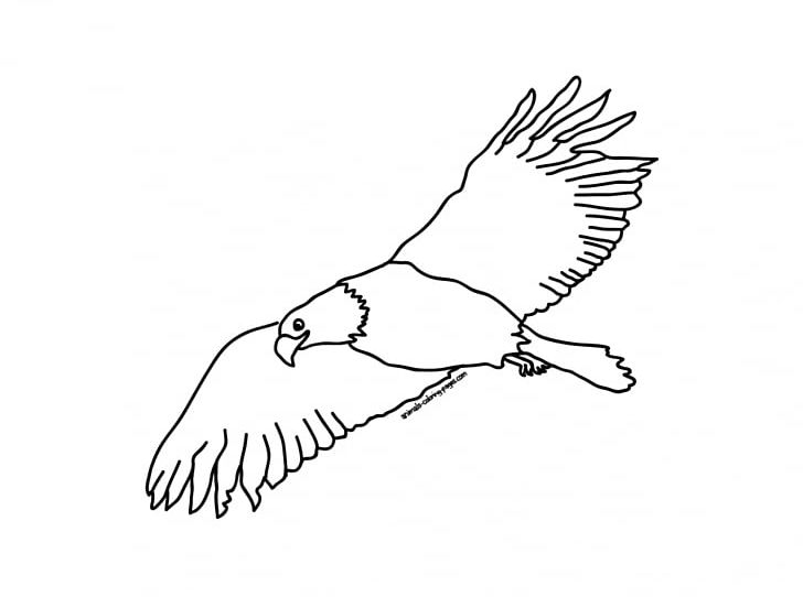 Bird Bald Eagle Drawing PNG, Clipart, Animal, Area, Arm, Artwork, Bald Eagle Free PNG Download