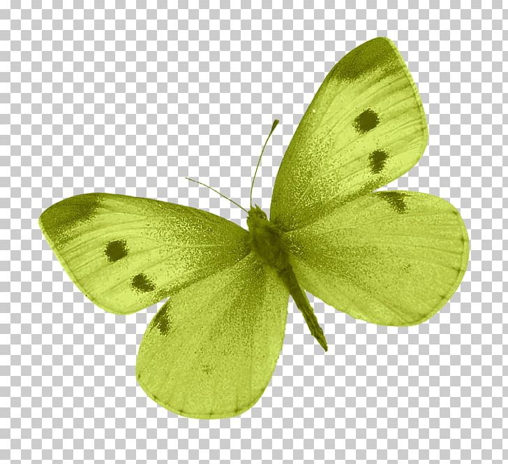 Colias Butterfly PNG, Clipart, Arthropod, Background Green, Brush Footed Butterfly, Green Apple, Green Tea Free PNG Download