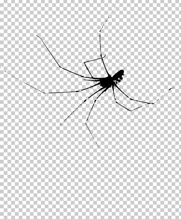 Mosquito Widow Spiders Orb-weaver Spiders STX G.1800E.J.M.V.U.NR YN PNG, Clipart, Angle, Arachnid, Arthropod, Black And White, Fly Free PNG Download