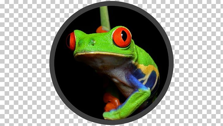 Red-eyed Tree Frog Amphibians Central America PNG, Clipart, Agalychnis, Amphibian, Amphibians, Animal, Animals Free PNG Download
