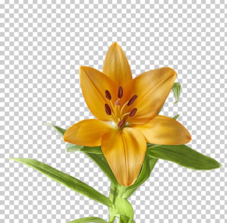 Video Lily Yellow Photograph PNG, Clipart, Alstroemeriaceae, Color, Cut Flowers, Daylily, Download Free PNG Download