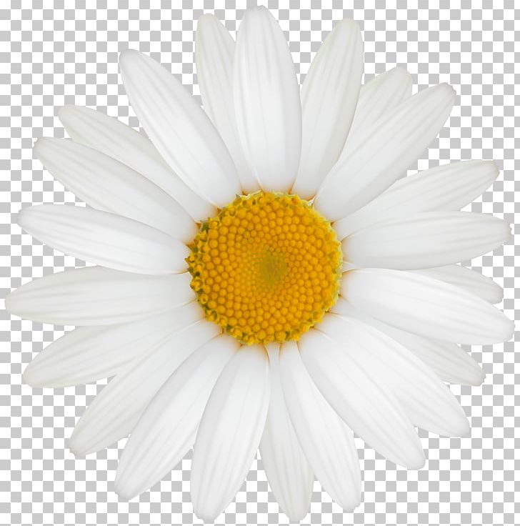 Common Daisy PNG, Clipart, Bitmap, Bmp File Format, Camomile, Chamaemelum Nobile, Chrysanths Free PNG Download