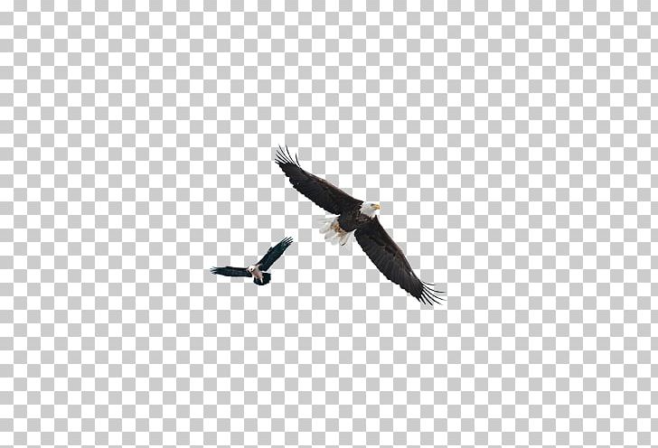 Qingzhou Paper Business Management Consulting PNG, Clipart, Background Black, Beak, Bird, Bird Of Prey, Black Free PNG Download