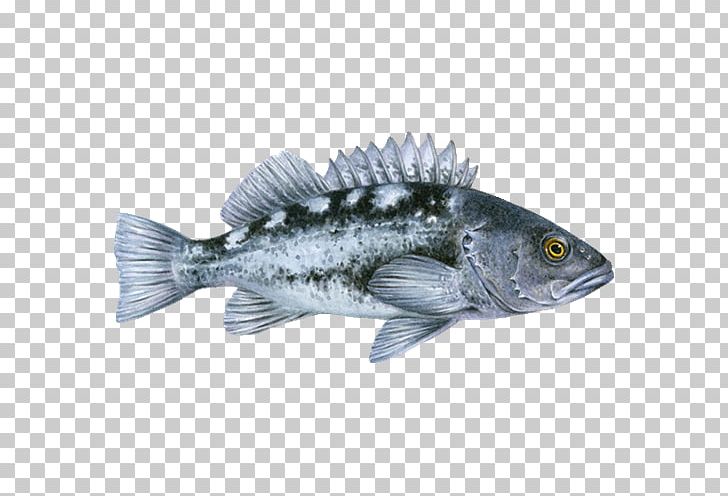 Tilapia Pacific Ocean Perch Black Rockfish Bocaccio Sablefish PNG, Clipart, Animals, Barramundi, Bass, Black Rockfish, Bony Fish Free PNG Download