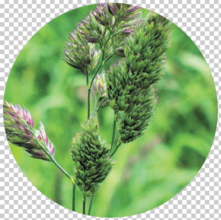 Cat Grass Seed Herbaceous Plant Meadow PNG, Clipart,  Free PNG Download