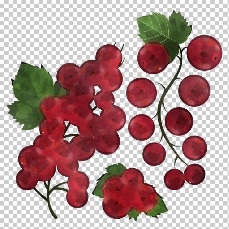Berry Plant Currant Fruit Grape Leaves PNG, Clipart, Alpine Strawberry, Berry, Currant, Flower, Food Free PNG Download