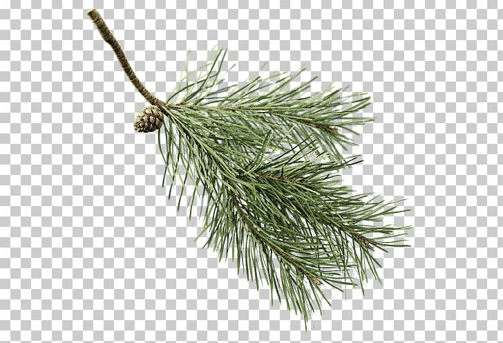 Fir Scots Pine Conifers Twig Branch PNG, Clipart, All Over, Branch, Christmas Ornament, Conifer, Conifer Cone Free PNG Download