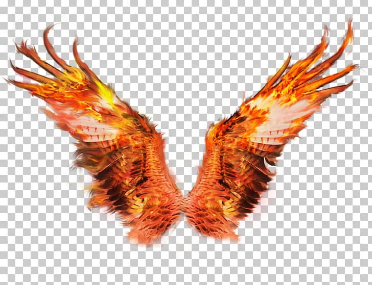 Fire Wings Sacramento Phoenix Firebird PNG, Clipart, Art, Beak, Drawing, Firebird, Fire Wings Free PNG Download