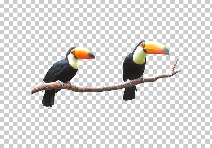 Toucan Cross-stitch Beak Hornbill Orcraphics PNG, Clipart, App, Beak, Bird, Crossstitch, Hornbill Free PNG Download