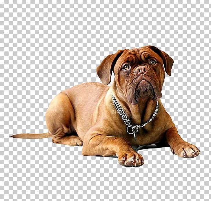 Dogue De Bordeaux English Mastiff Dogo Argentino Bullmastiff Miniature Pinscher PNG, Clipart, Animals, Boxer, Breed, Carnivoran, Companion Dog Free PNG Download