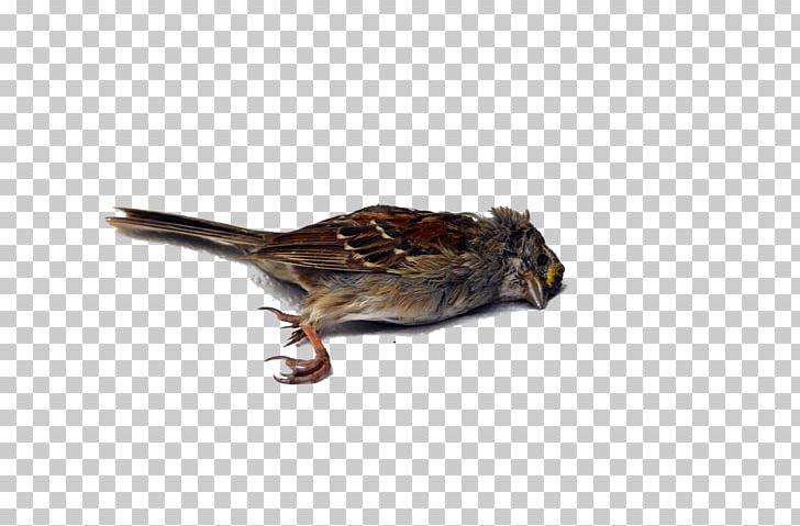 Bird Wren Death PNG, Clipart, Animals, Beak, Bird, Dead, Death Free PNG Download