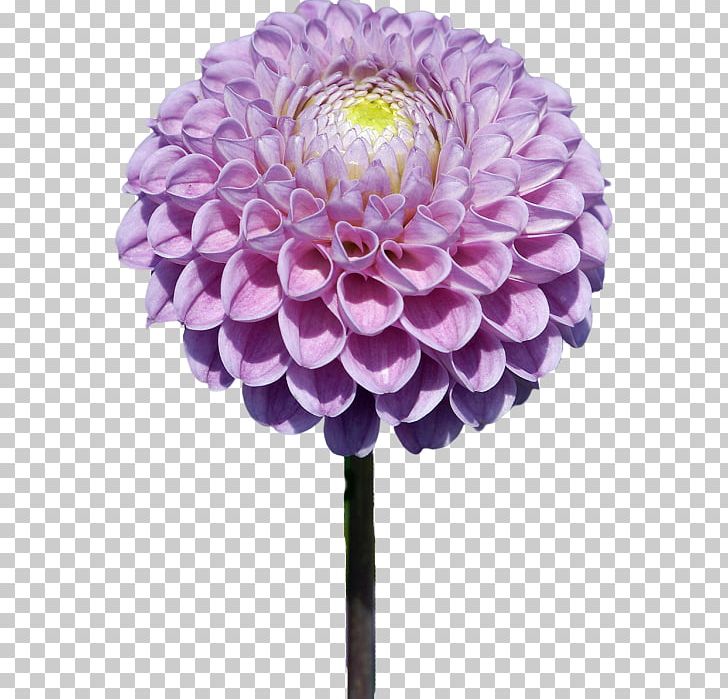 Flower Dahlia PaintShop Pro PNG, Clipart, Artificial Flower, Chrysanths, Cut Flowers, Dahlia, Daisy Family Free PNG Download