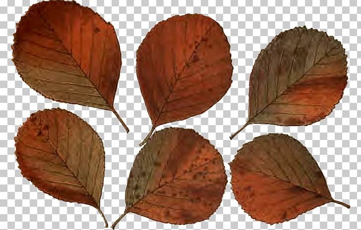 Leaf Follaje Wreath Israeli Pruta Prutah PNG, Clipart, Autumn, Follaje, Gimp, Leaf, Photography Free PNG Download